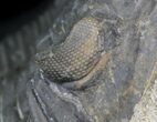 Hollardops Trilobite - Foum Zguid, Morocco #27591-3